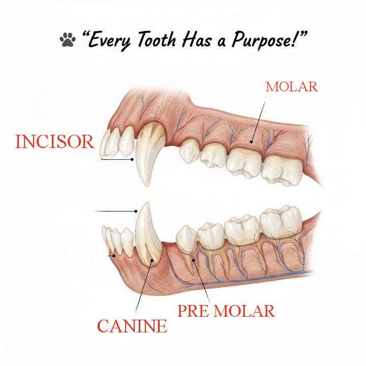 Dog Teeth Structure: Types and Functions