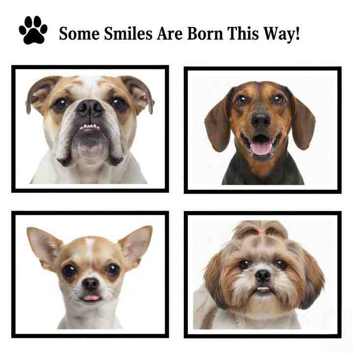 Hereditary Teeth Abnormalities in Dogs and Predisposed Breeds