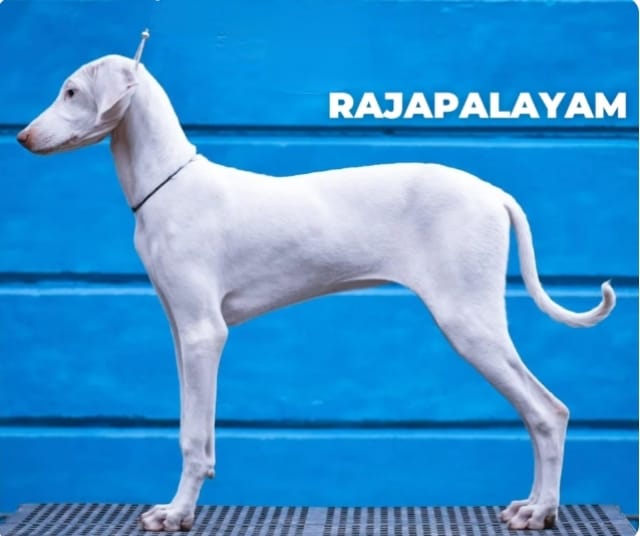 indian dog breeds