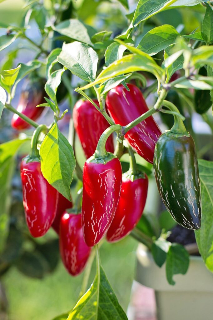 jalapeno peppers, red, jalapeno, vegetable, hot, chili, spicy, fresh, nature, mexican, chilli, ingredient, healthy, organic, natural, plant, green vegetables, green healthy