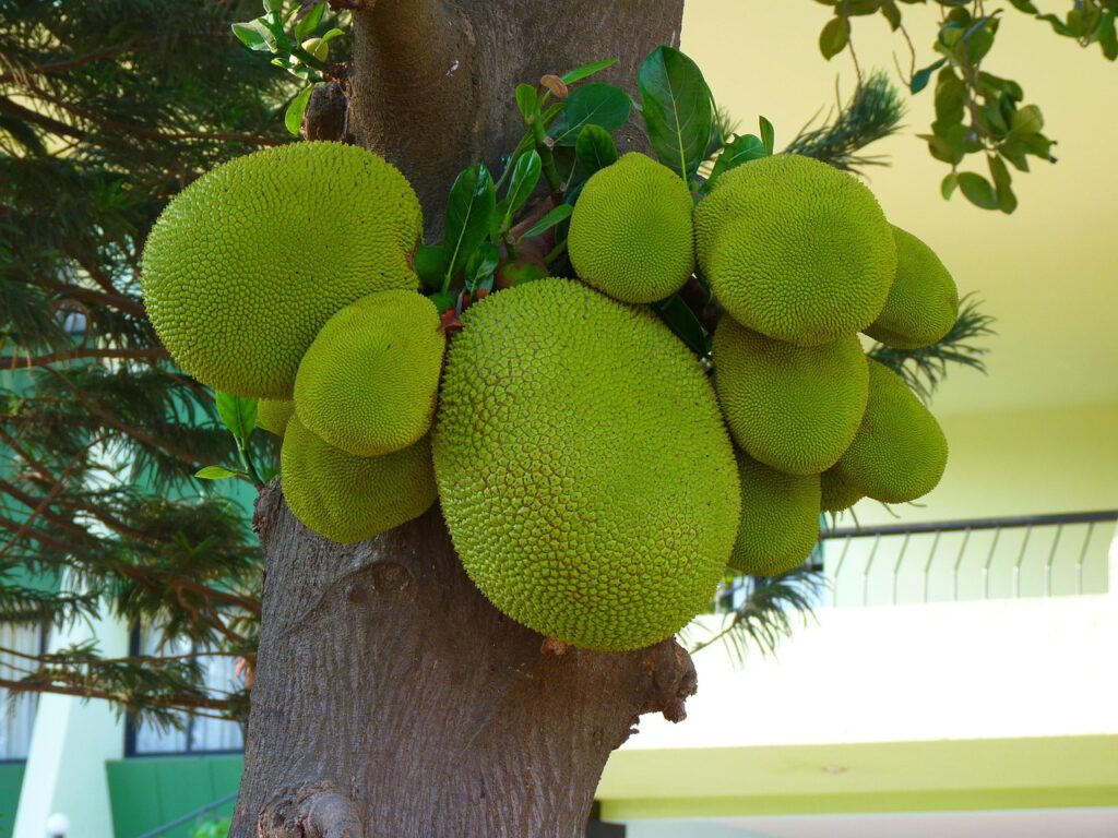 jackfruit, fruit, green, yummy, jackfruit, jackfruit, jackfruit, jackfruit, jackfruit