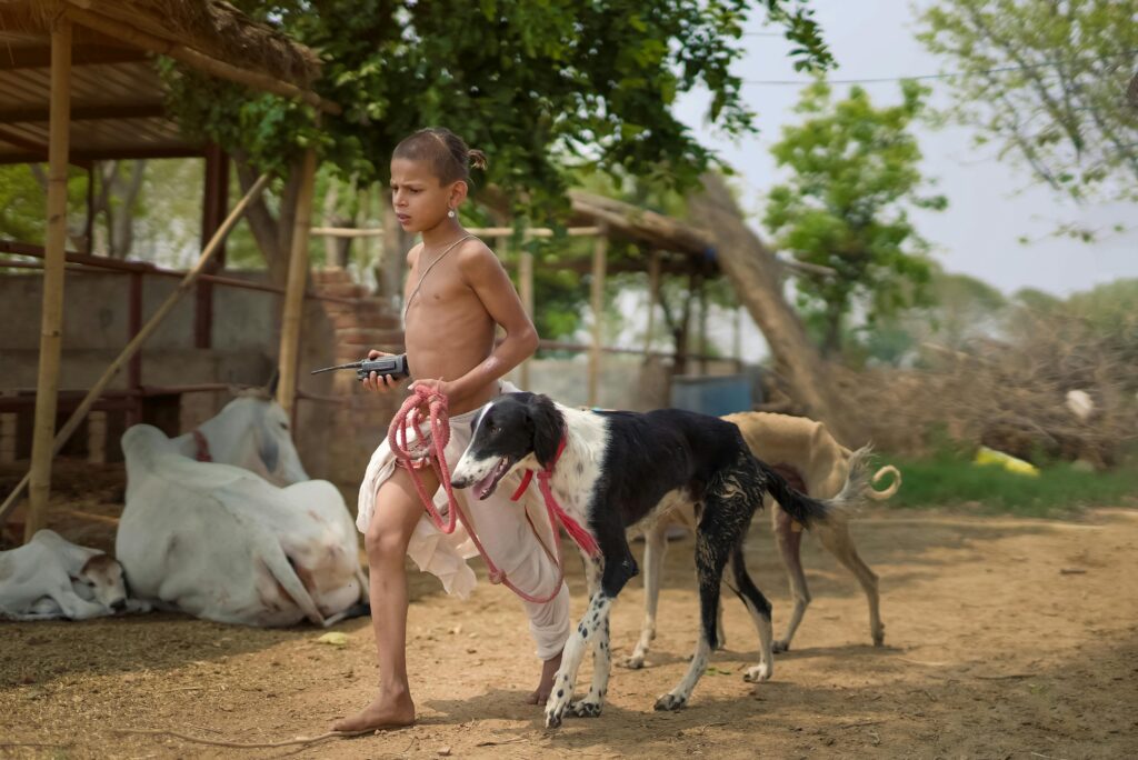 Indian dog breeds