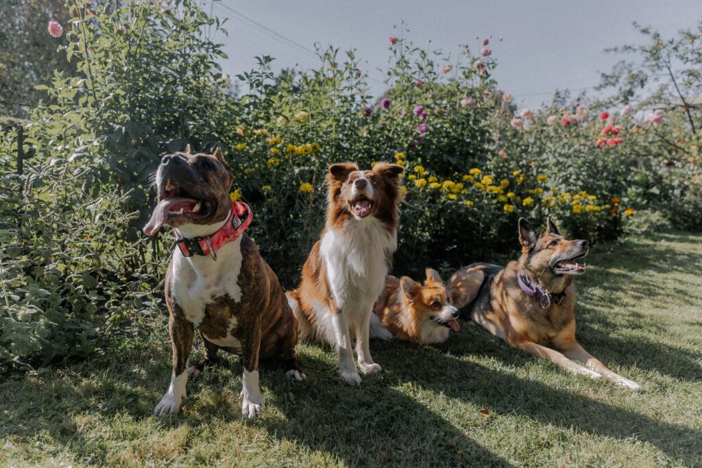 Four dogs enjoying a sunny day in a vibrant garden full of blooming flowers. Perfect for pet lovers.