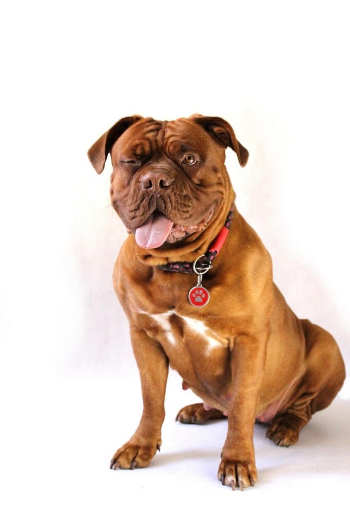 DANGEROUS DOG ENGLISH MASTIFF