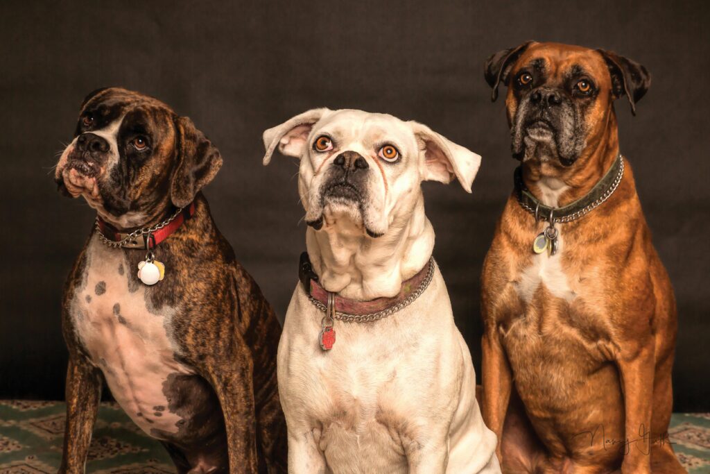 DANGEROUS DOG BOXER