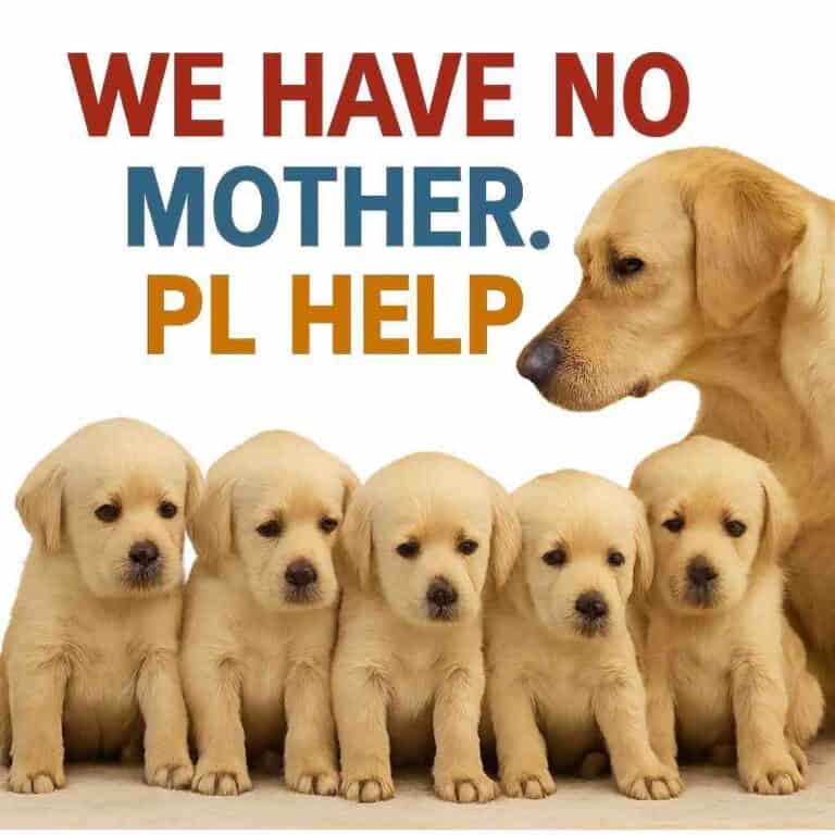 puppies without mother