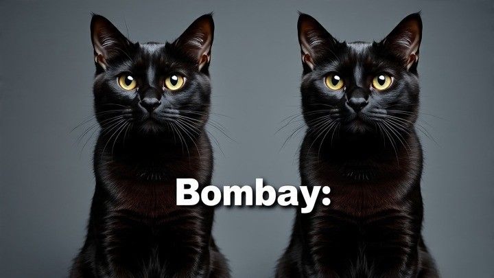 BOMBAY CAT