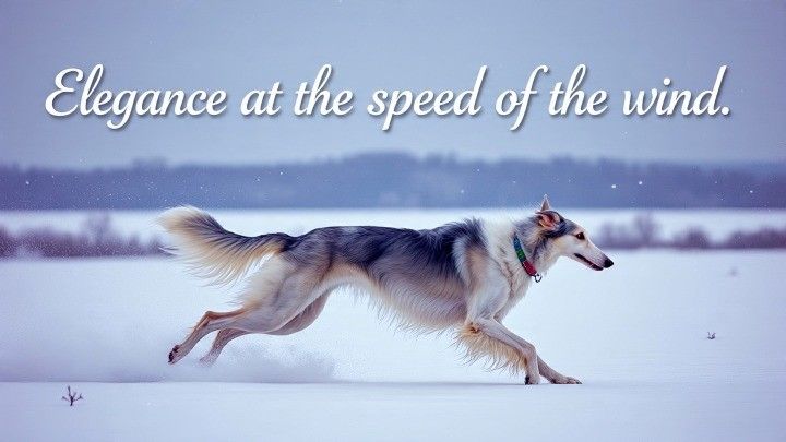 Borzoi glide at 35 mph, earning their place among the fastest dog breeds