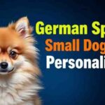 German Spitz