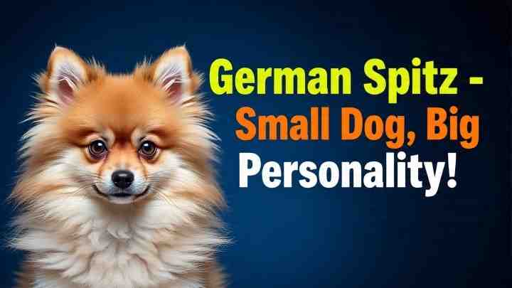 German Spitz