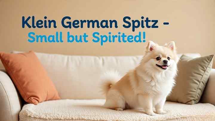Klein (Small) German Spitz