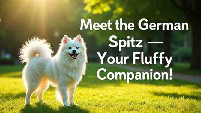 German Spitz