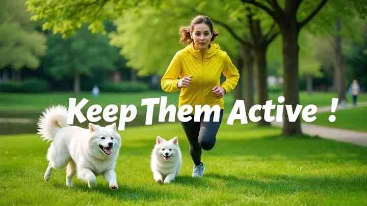 German Spitz requires at least 30-60 minutes of exercise daily