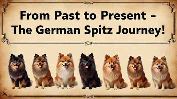 Evolution of the spitz Breed Through the Centuries