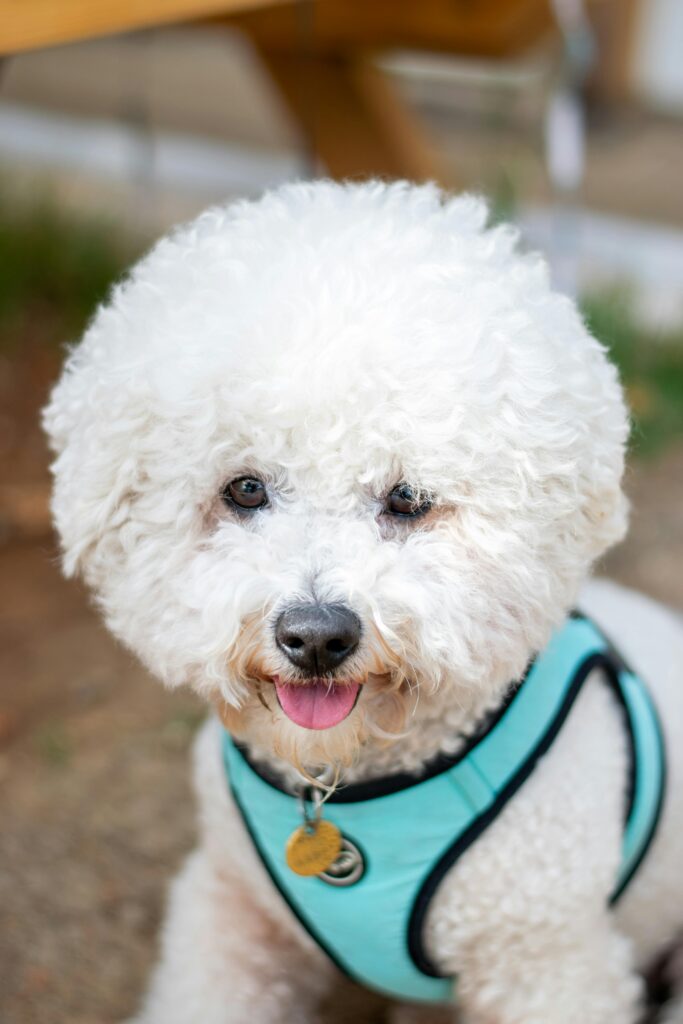 summer management of petrs