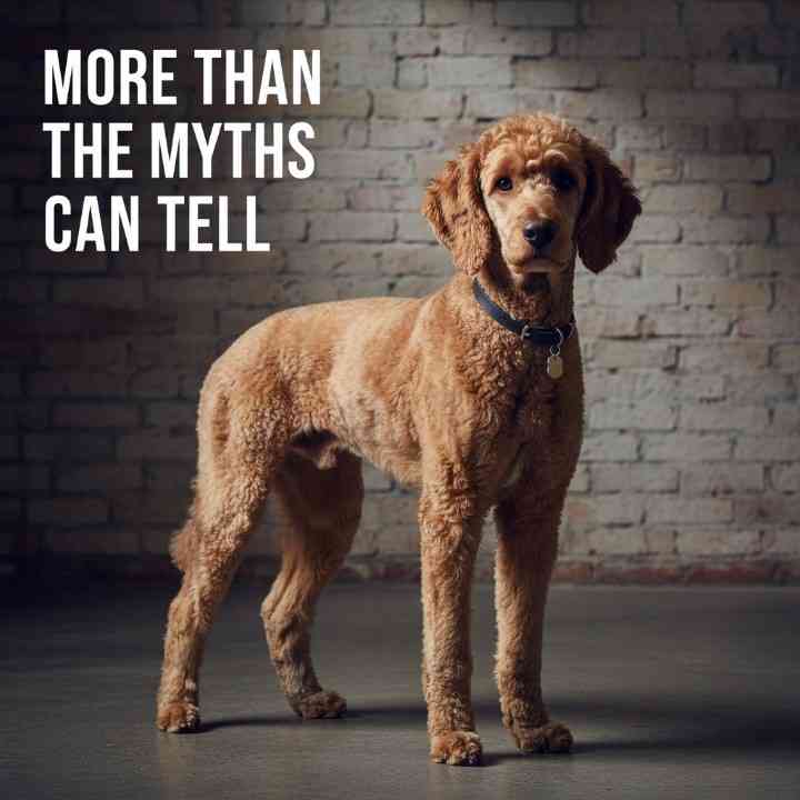 Myths and Misconceptions For Poodle Dogs