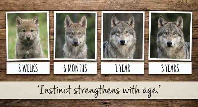 Puppyhood to Adulthood wolf dog