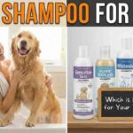 Best Shampoo for Your Dog