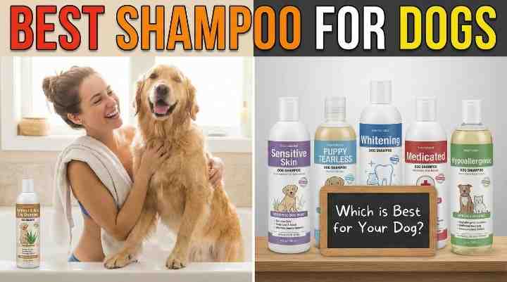 Best Shampoo for Your Dog