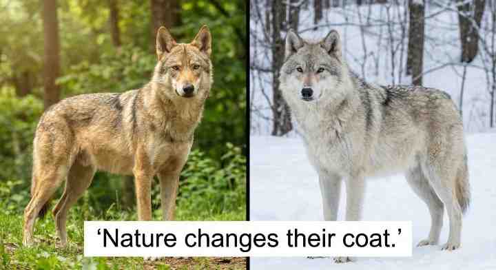 Coat Types and Seasonal Changes