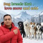 Cold Weather Dog Breeds