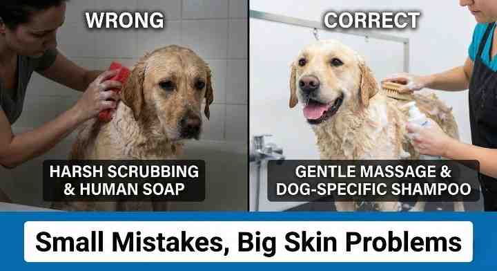 Common Errors While Using Dog Shampoo