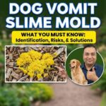 Dog Vomit Slime Mold