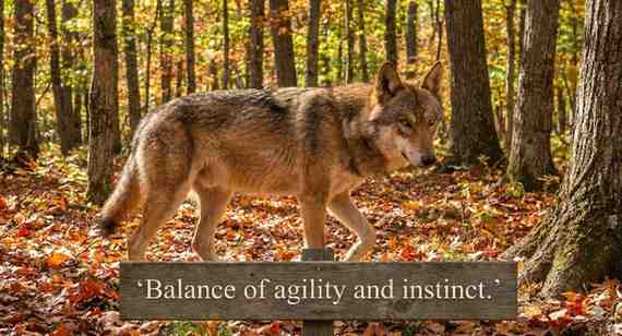 Eastern Wolf Hybrids