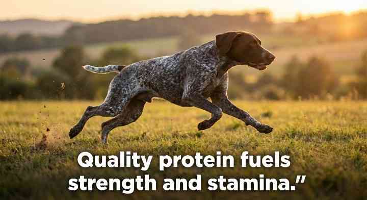 Energy Levels and Muscle Maintenance