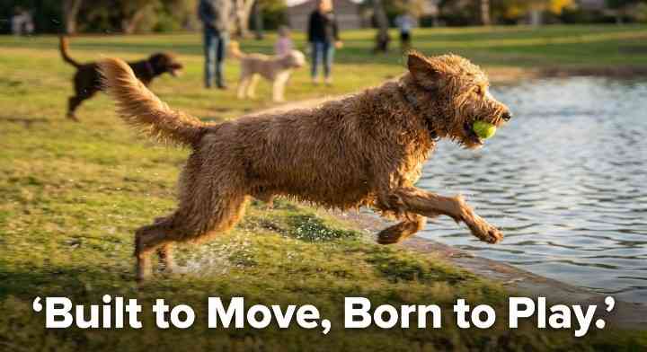 Exercise and Activity Needs For Labradoodle