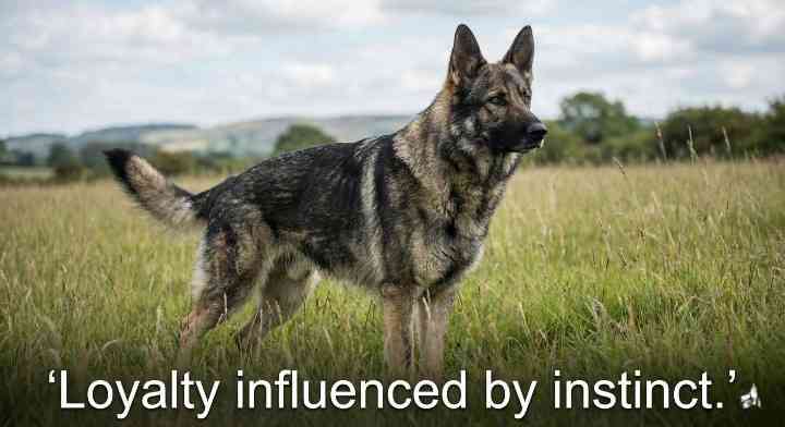 German Shepherd Wolf Dogs