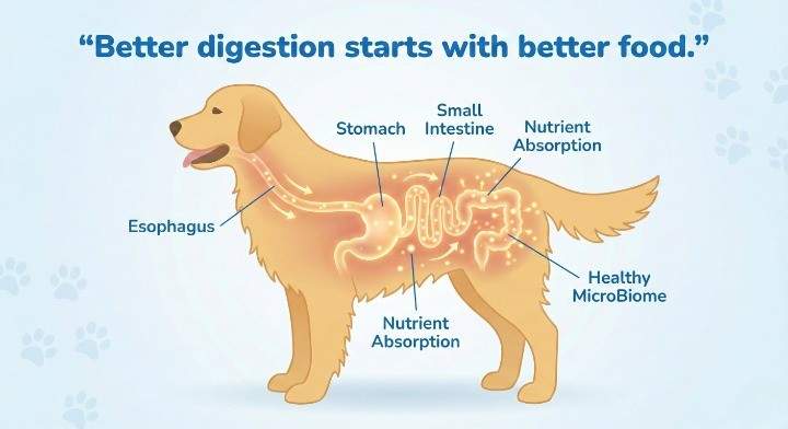 Improved Digestive Tolerance and Nutrient Absorption