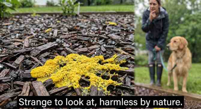Dog vomit slime mold appears suddenly and attracts immediate attention