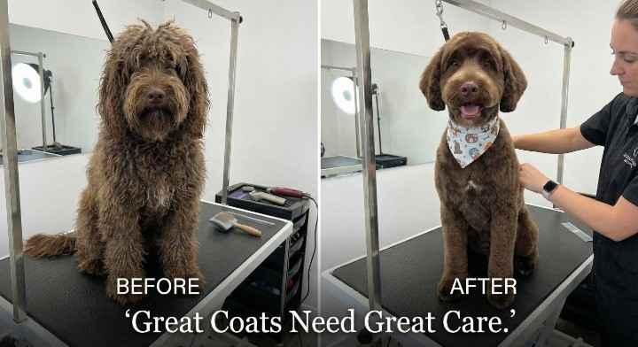 Labradoodle Grooming Tips