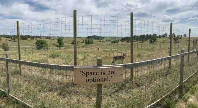 Living  Requirements wolf dog