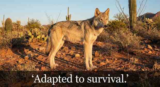 Mexican Wolf Dogs