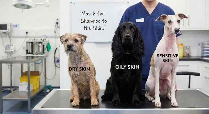 Selecting Shampoo for Different dog Skin Types