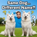 Similar Looking Dog Breeds