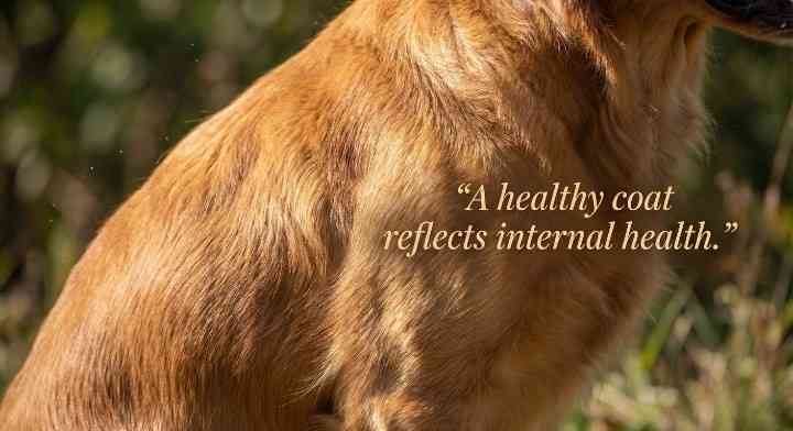 Skin and Coat Health: A Visible Indicator