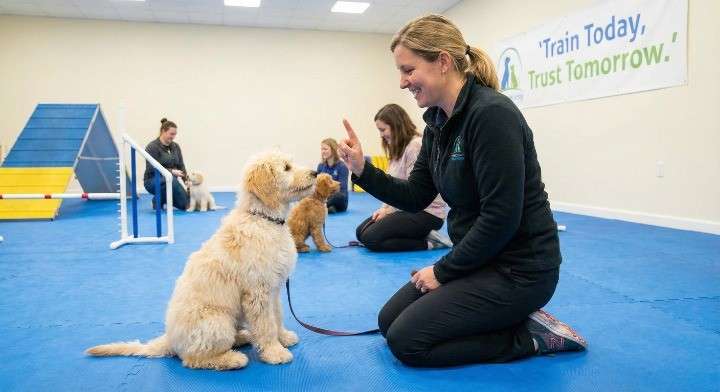 Training For Labradoodles