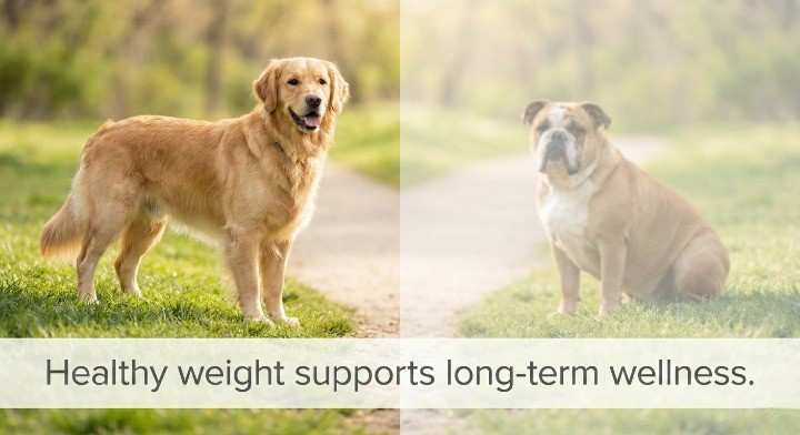 Weight Management and Metabolic Health