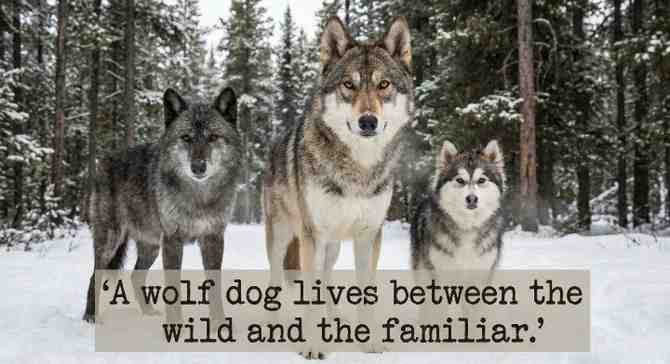 What Is a Wolf Dog