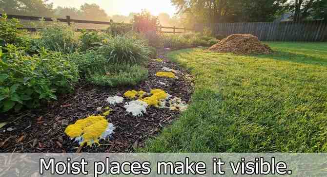 Where Dog Vomit Slime Mold Is Found