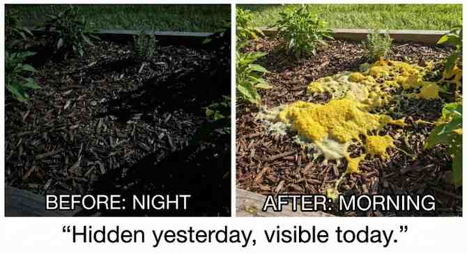 Why It Appears Overnight