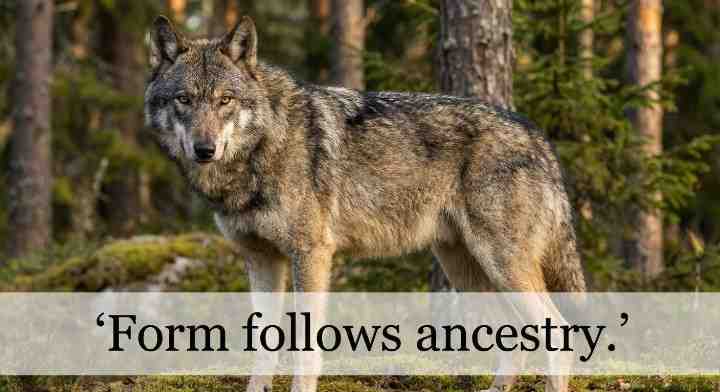 behavioral issues in wolf dog
