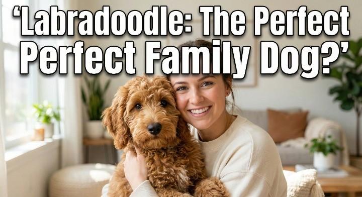 labradoodle the perfect choice