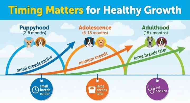 Right Age for Spaying And Neutering Dogs