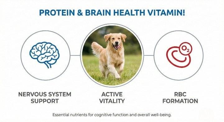 vitamin B12 role in dog nutrition guide